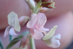 Astragalus cobrensis