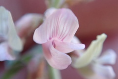Astragalus cobrensis