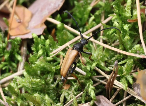 Red Pine Longhorn Beetle