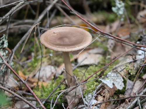 Tawny Grisette
