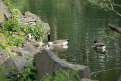 Branta canadensis