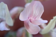 Astragalus cobrensis