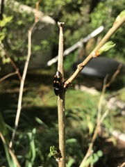 Selatosomus suckleyi