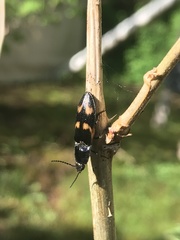 Selatosomus suckleyi