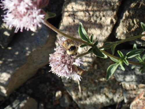 iNaturalist observation photo of Great Basin Bumble Bee