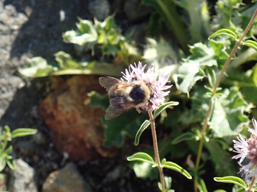 iNaturalist observation photo of Bumble Bees
