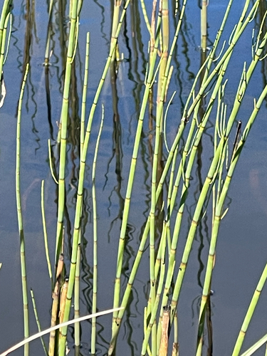 water horsetail