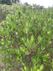 Baccharis macrantha