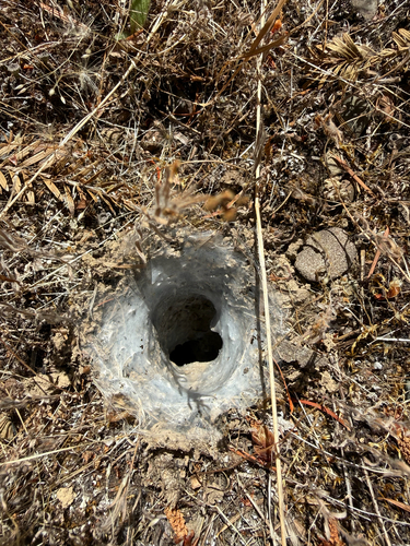 iNaturalist observation photo of False Tarantula