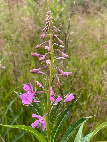 fireweed