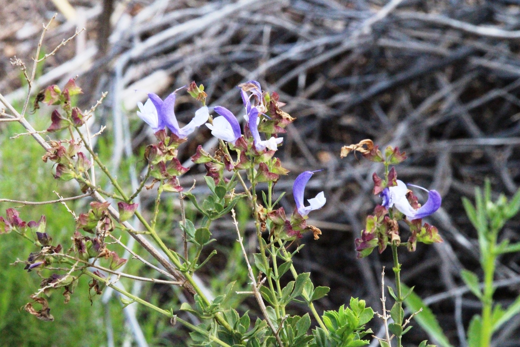 Salvia chamelaeagnea; photograph (c) Tony Rebelo, some rights reserved (CC BY-SA)