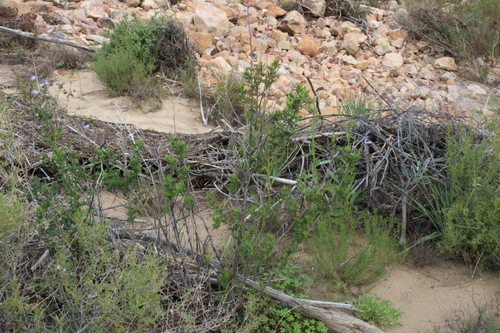 Salvia chamelaeagnea, photograph 2