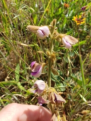 Tephrosia potosina
