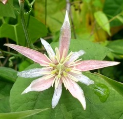 Passiflora cisnana