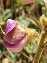 Tephrosia potosina