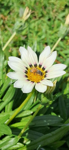 Red Dwarf Honey Bee