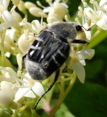 Trichiotinus texanus