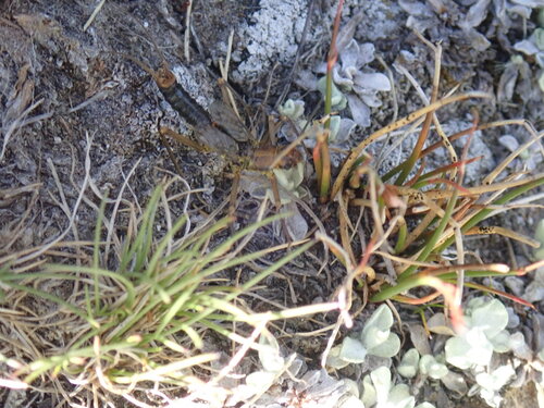 iNaturalist observation photo of Winged and Once-winged Insects