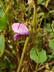 Tephrosia potosina