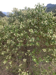 Baccharis macrantha