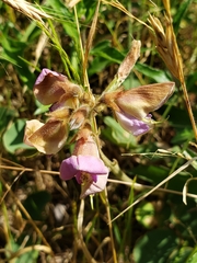Tephrosia potosina