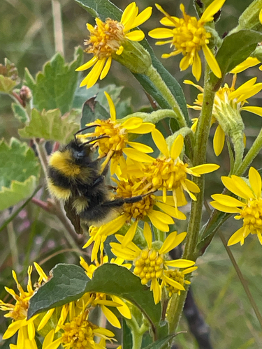 Heath Bumble Bee