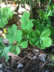 Trifolium incarnatum
