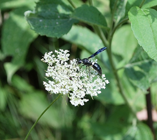 Four-toothed Mason Wasp
