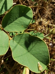 Tephrosia potosina