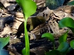 Schiffornis veraepacis