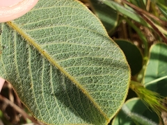 Tephrosia potosina