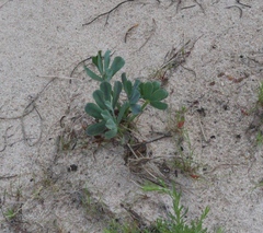 (c) Tony Rebelo, some rights reserved (CC BY-SA) Oxalis flava, photograph (c) Tony Rebelo, some rights reserved (CC BY-SA)