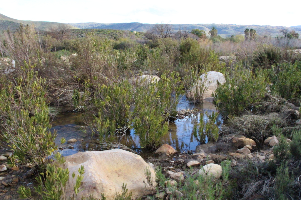 Nerium oleander, Rooiberg Trail, along Brandkraal River, Taaiboschkraal 317 (at Nuwerust)