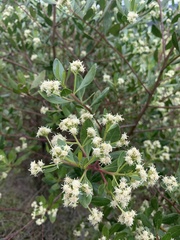 Baccharis macrantha