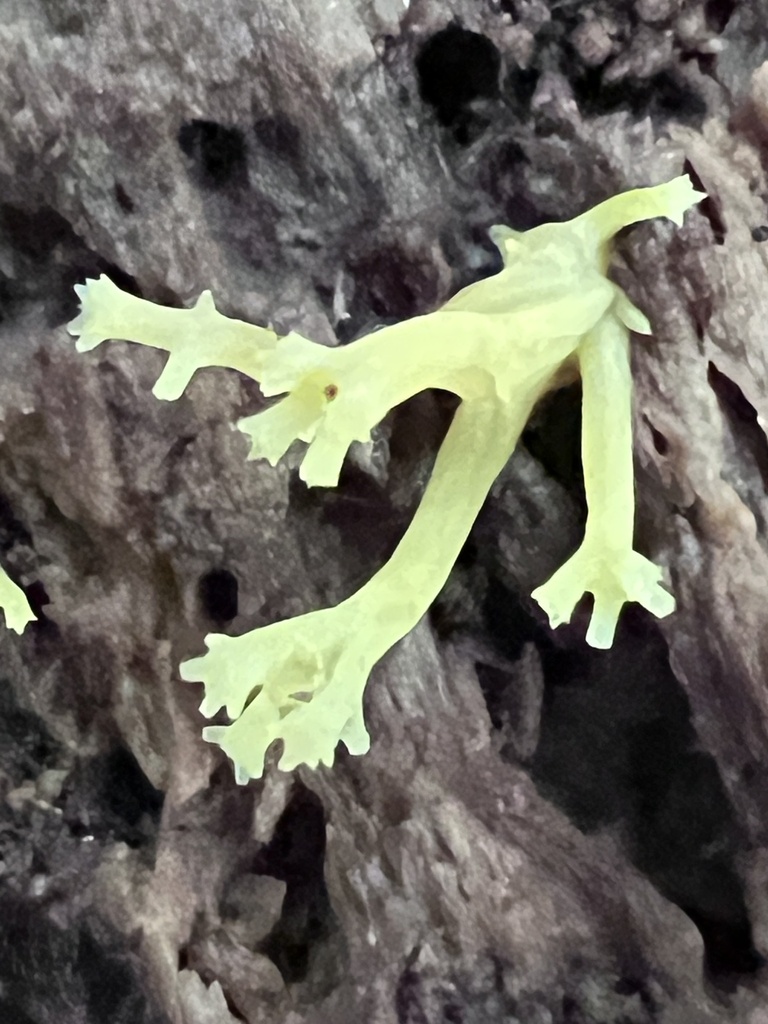 crown-tipped coral fungus · August 2026 · photo: Photo: (c) Mark Richman, some rights reserved (CC BY) · iNaturalist