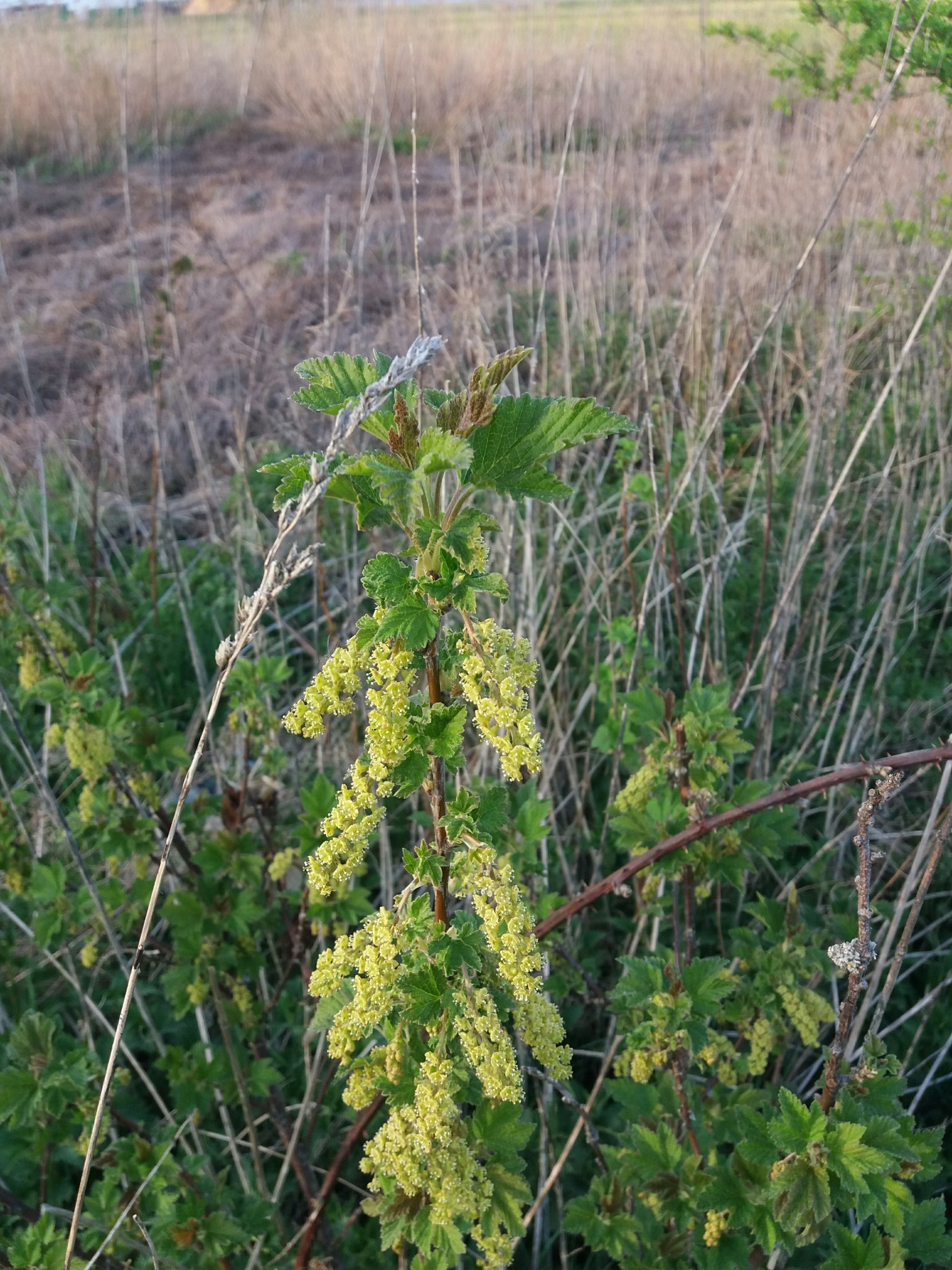 Ribes multiflorum