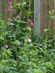Silene dioica