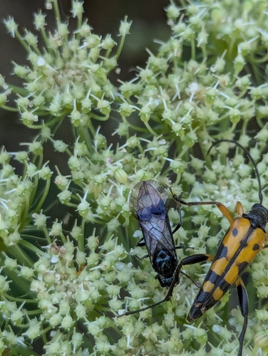 Spotted Longhorn Beetle