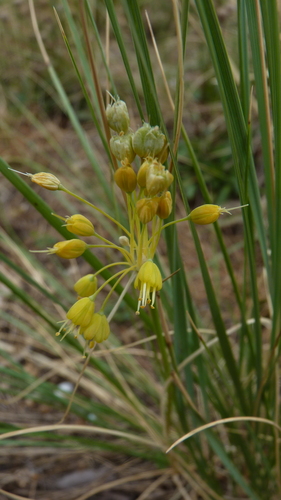 Allium flavum, photograph 6