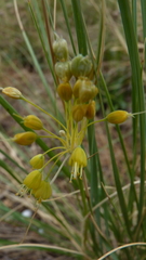Allium flavum, photograph (c) Michael Andresek, some rights reserved (CC BY)