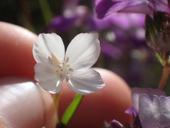 Clarkia epilobioides
