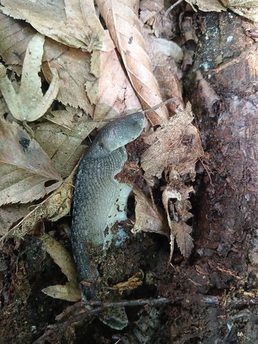 Ash-black Slug