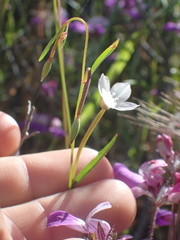 Clarkia epilobioides