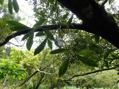 Hydrangea viburnoides