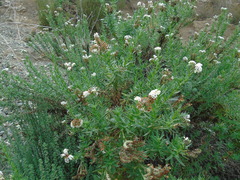 Heliotropium taltalense