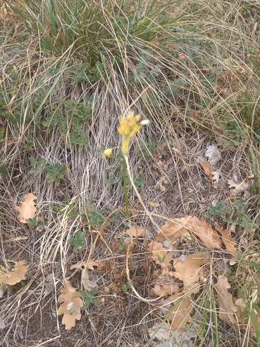 Allium flavum, photograph 3