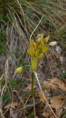 Allium flavum, photograph (c) Michael Andresek, some rights reserved (CC BY)