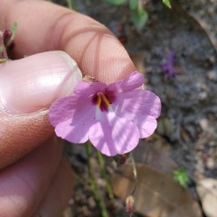 Erythranthe gracilipes