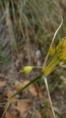 Allium flavum, photograph (c) Michael Andresek, some rights reserved (CC BY)