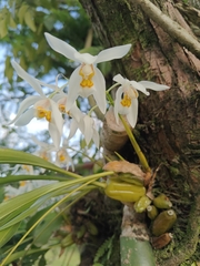 Coelogyne nitida